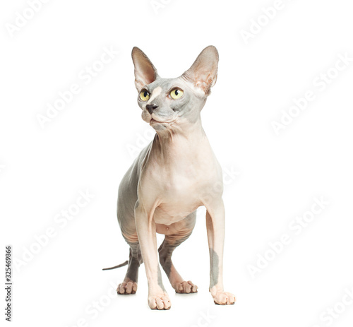 Cat don sphynx isolated on white background. Hairless kitten