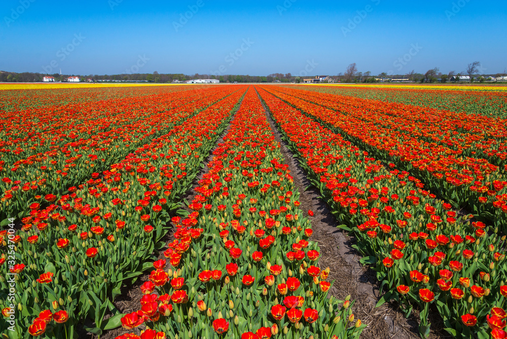 blooming tulip fields in the Netherlands in spring time blooming tulip fields in the Netherlands in spring time