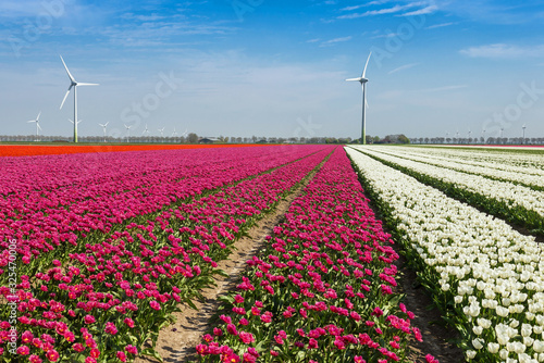 blooming tulip fields in the Netherlands in spring time