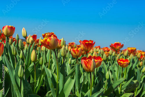 blooming tulip fields in the Netherlands in spring time