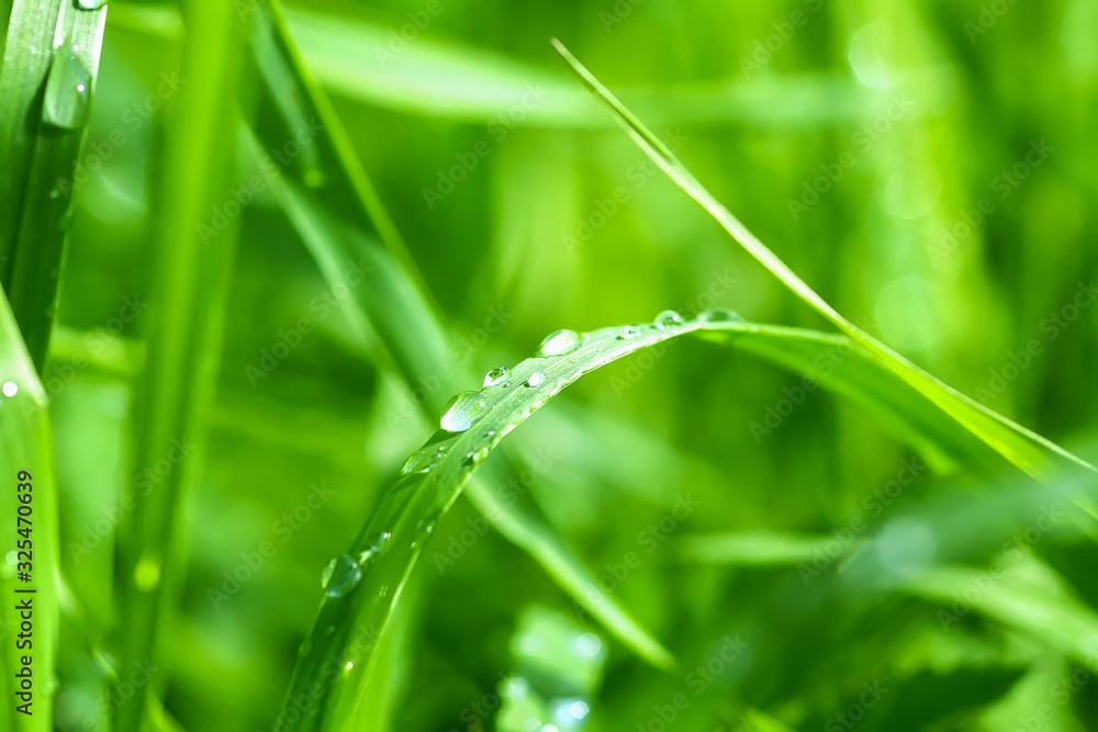 Green wet grass in water drops after rain. Fresh summer plants in sunlight. Green wet grass in water drops after rain. Fresh summer plants in sunlight.