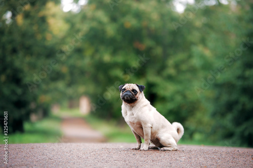 Pug dog sitting on a path in a park. Pet for a walk