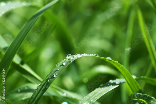 Green wet grass in water drops after rain. Fresh summer plants in sunlight.