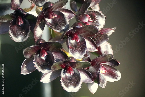 Unique dark flower of SVO After Dark Black Pearl orchids photo