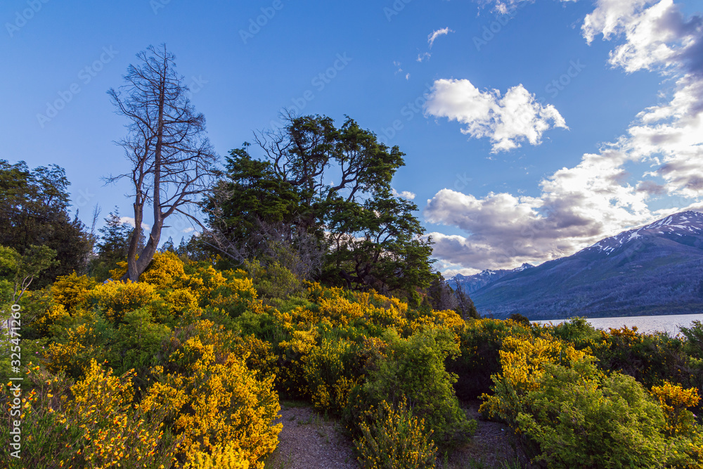 Bloomed colorful yellow bushes during spring time in Los Alerces National Park, Patagonia, Argentina
