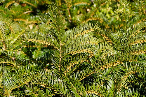 Fotografi Prostrate Japanese Plum Yew perennial plant for ground cover