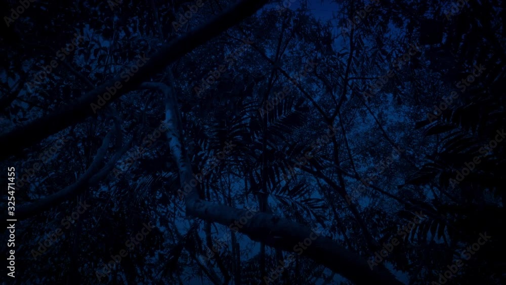 Gliding Under Exotic Rainforest Trees In The Dark