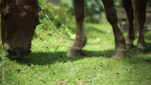 Horse eats grass with bell, close up, shallow DOF