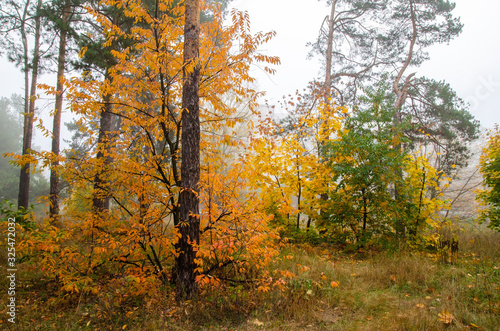 Colorful, autumn forest. Beautiful colorful leaves. Fog in the autumn forest.