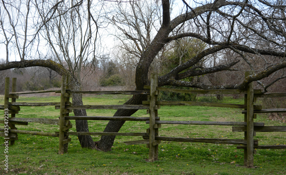 Crooked Tree Fence Line