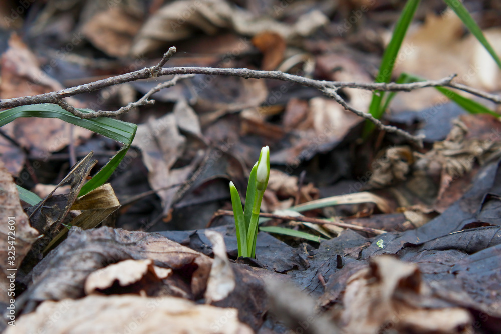 Snowdrop, the first flower of the year. Snowdrop, the first flower of the year.