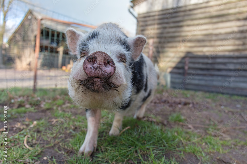 home pig in farmland