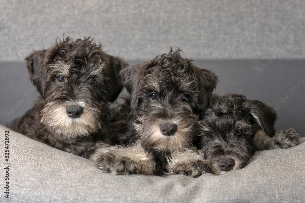 Portrait of three cute miniatyre schnauzer puppies laying on the sofa