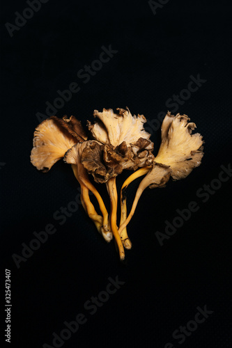 Stock photo of wild Camagroc mushroom on black background. photo