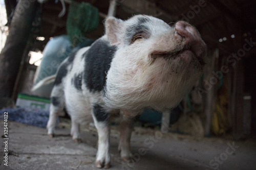 home pig in farmland © SHELL