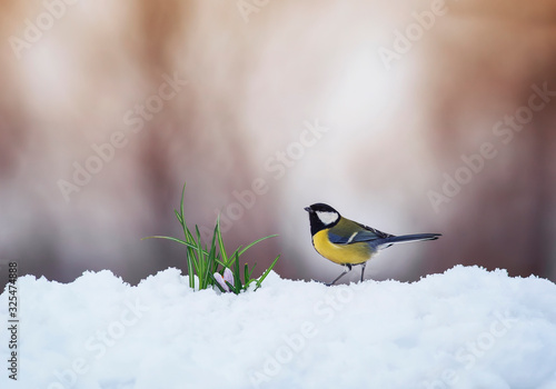 cute bird tit walks on white snow in the spring Park next to lilac flowers ri...