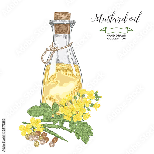 Mustard oil hand drawn. Colorful mustard flowers, seeds and glass bottle of oil isolated on white background. Vector illustration. Vintage engraving style.