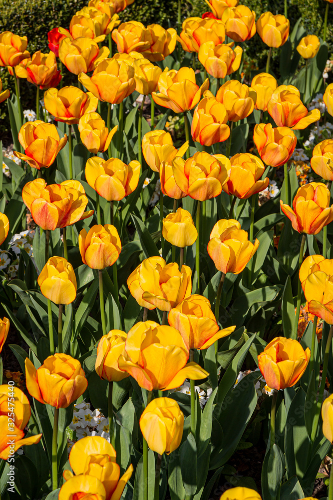 A flower bed in springtime filled with vibrant yellow tulips A flower bed in springtime filled with vibrant yellow tulips