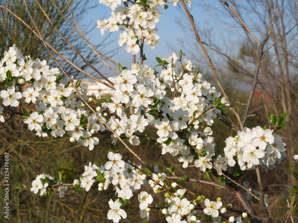 Obraz premium blooming apple tree in spring