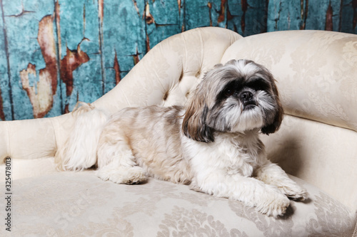 White brown and black shih tzu in studio on chaise longue