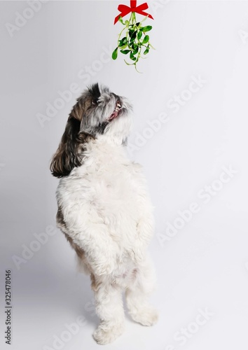White, brown and black Shih Tzu on white background