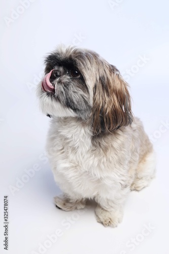 White, brown and black Shih Tzu on white background tongue out