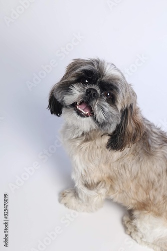 White, brown and black Shih Tzu on white background smiling happy face