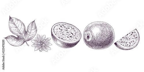 Hand drawn passion fruit. Set sketches with cut passion fruit leaf and flower. Vector illustration isolated on white background.