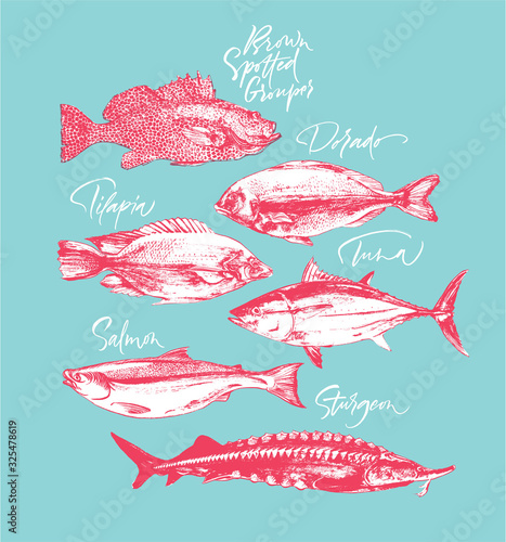 Tilapia, tuna, salmon, grouper, sturgeon, dorado