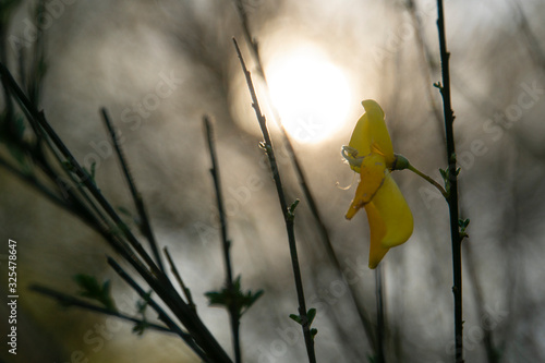 Primera flor de primavera photo