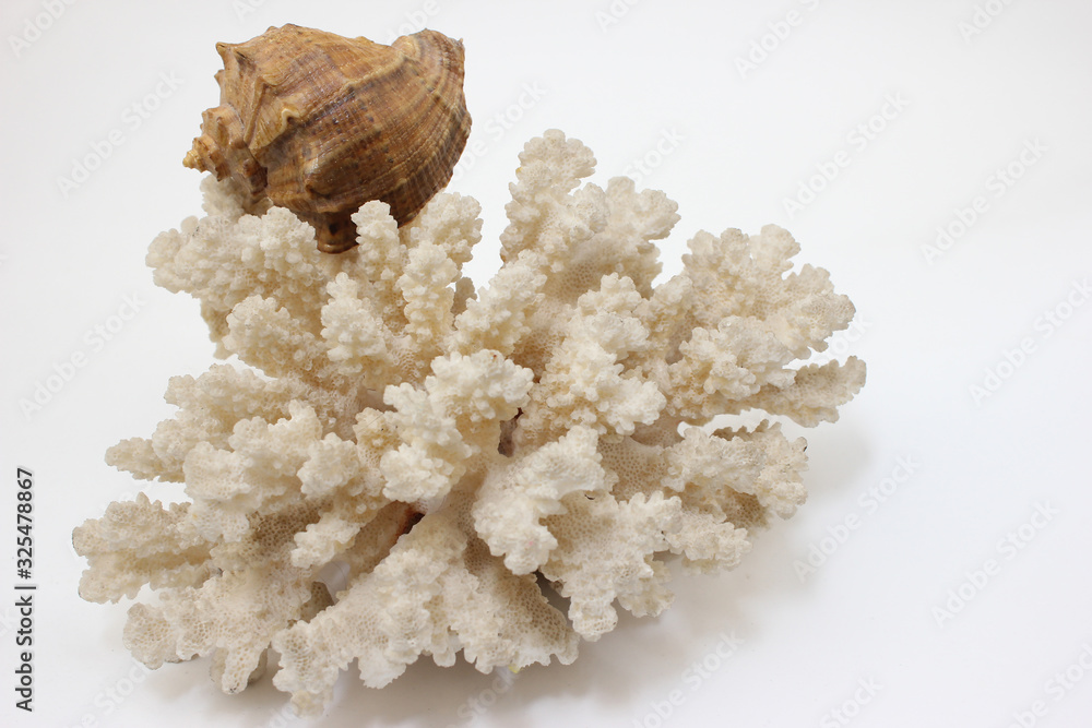 snail is located on the coral snail is located on the coral