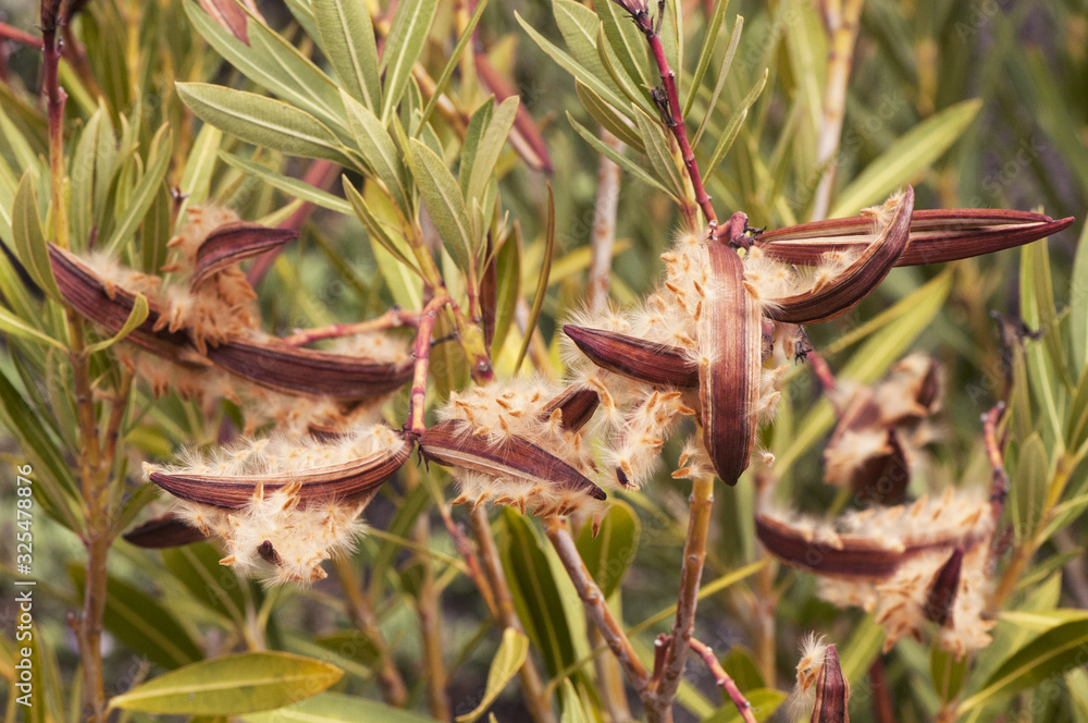 Nerium oleander seeds at the end of winter this toxic shrub presents open and full seed pods in the form of achene to start a new season Nerium oleander seeds at the end of winter this toxic shrub presents open and full seed pods in the form of achene to start a new season