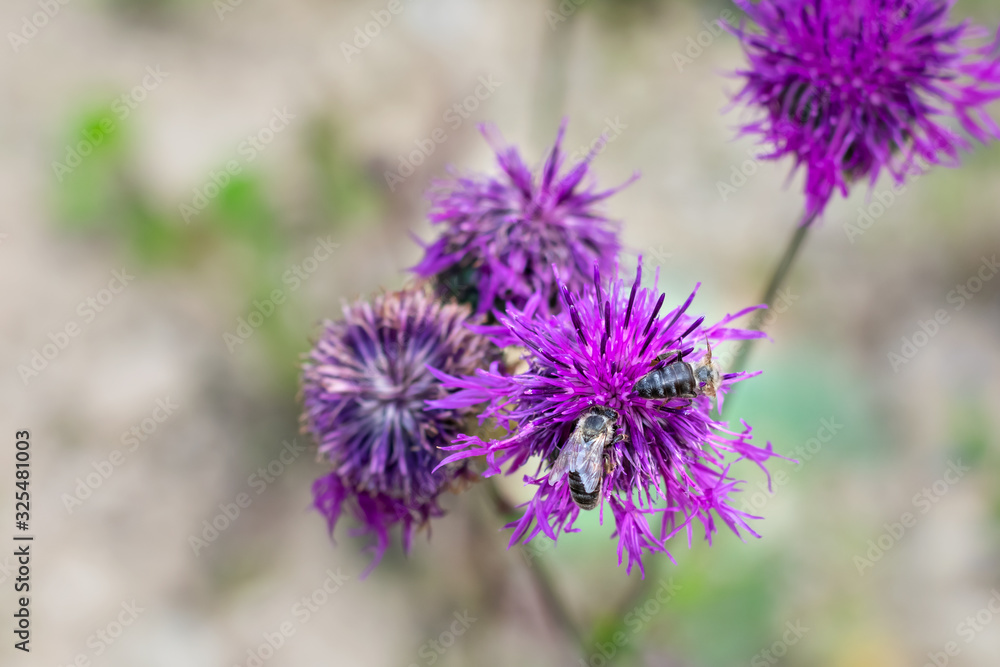 Blooming bright pink flower with honey bee gathering nectar on summertime. Close up view, macro. Greater knapweed also known as Blooming bright pink flower with honey bee gathering nectar on summertime. Close up view, macro. Greater knapweed also known as