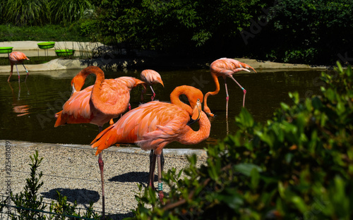 Group pink flamingos in zoo