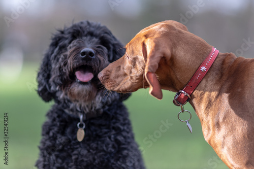 Canvas Print A vizsla and a cockapoo saying hello while on a walk