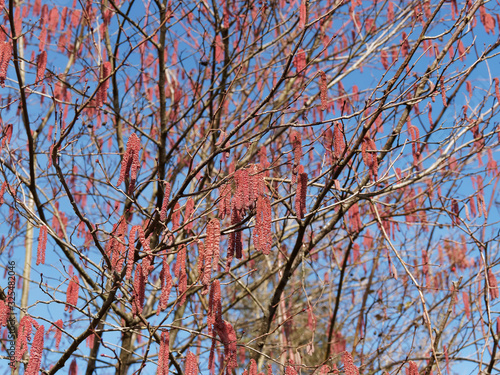 (Corylus maxima) Purpurea rot Kätzchzen blütezeit von Lambertshasel photo