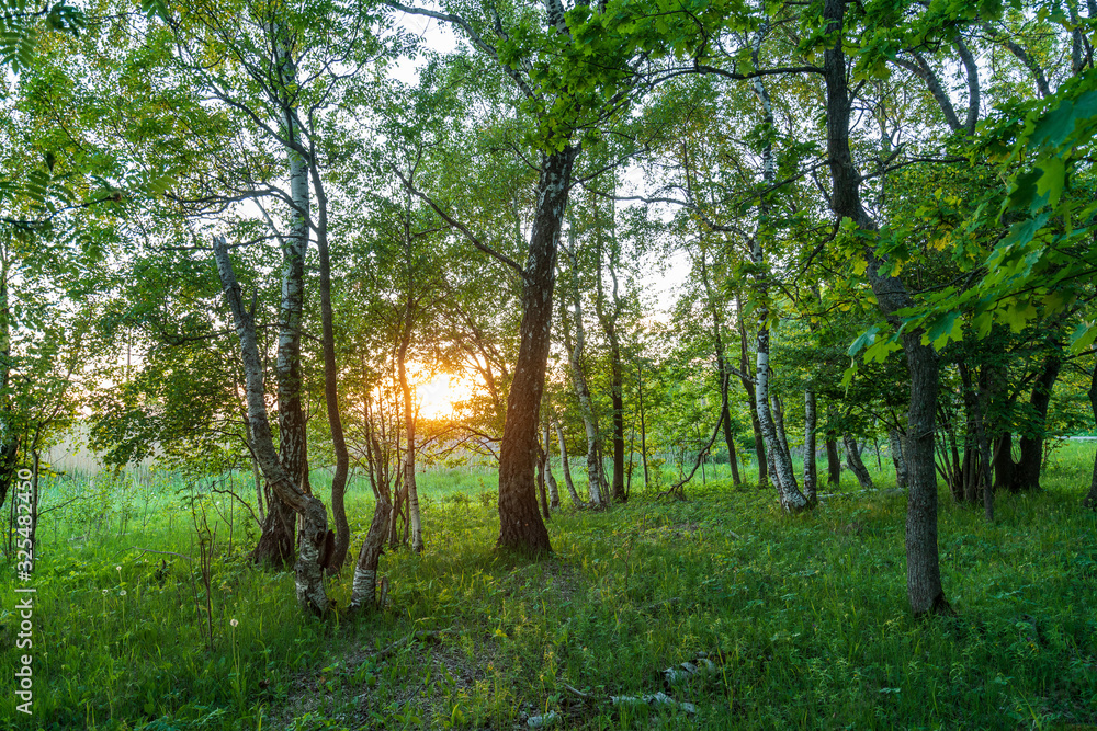 Naklejka premium Forest in summer colors. Green colored deciduous trees in golden sunlight. Laelatu, Estonia, Europe