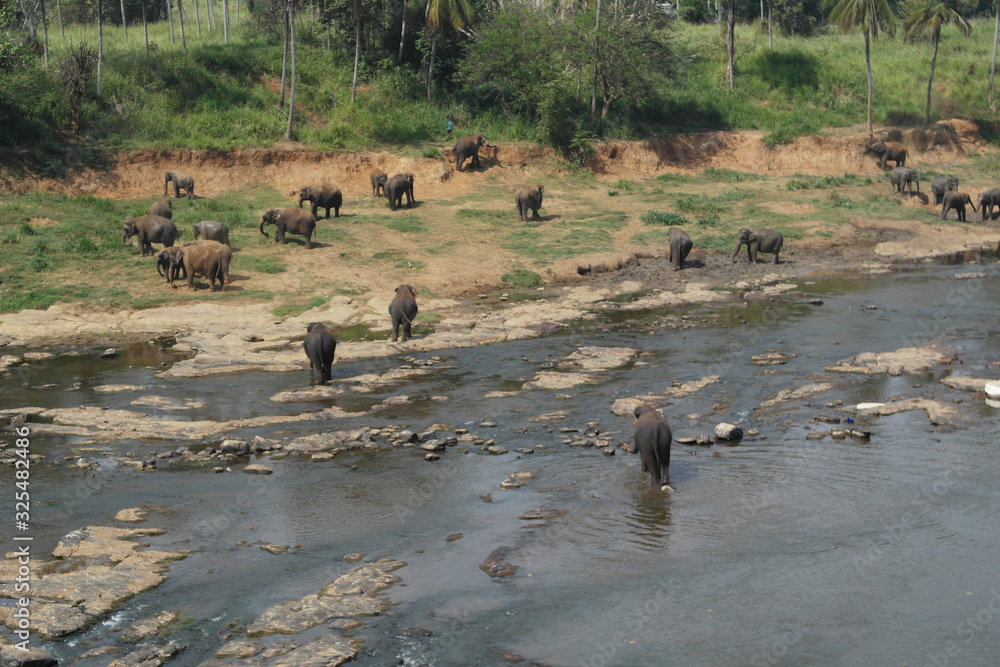 Farhad BAshar Elephant Orphanage Farhad BAshar Elephant Orphanage