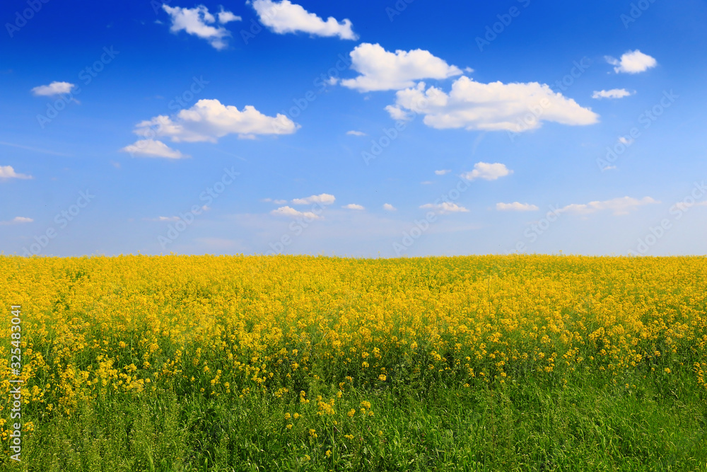 Canola Field under Blue Sky