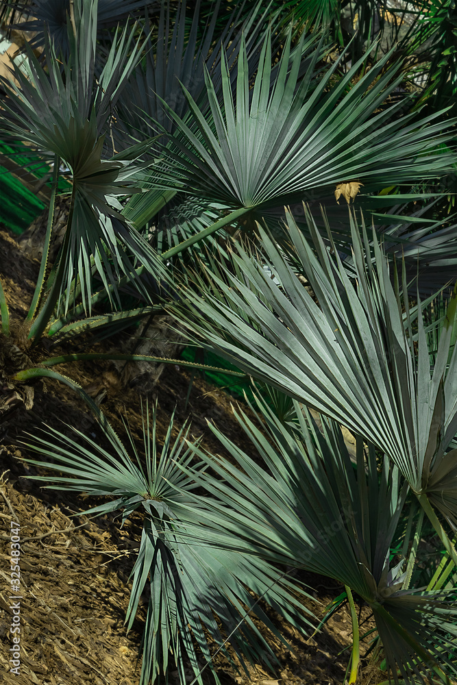 beautiful green leaves of a fan palm in the park. Leaf background. Vertical orientation.