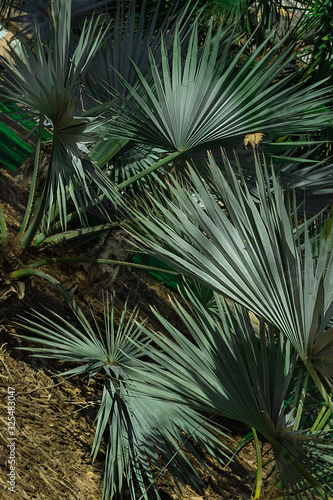 beautiful green leaves of a fan palm in the park. Leaf background. Vertical orientation.