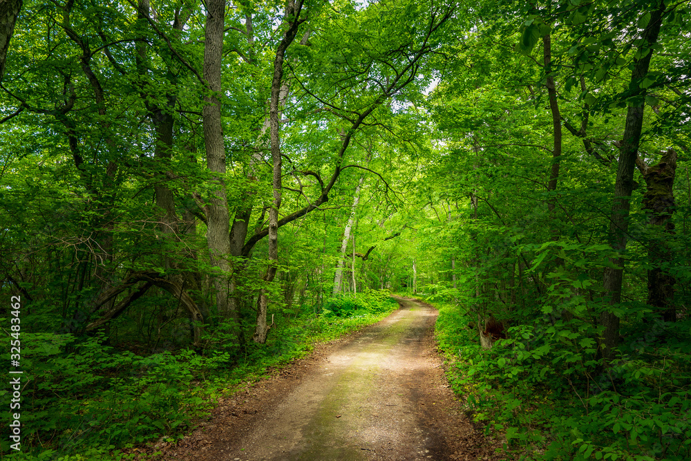 Trail in the woods in beautiful spring landscape. Walking path in the mixed forest. Trail in the woods in beautiful spring landscape. Walking path in the mixed forest.