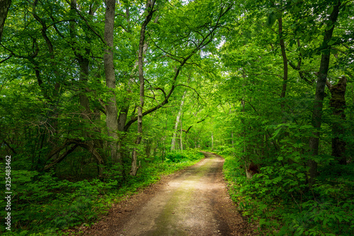 Trail in the woods in beautiful spring landscape. Walking path in the mixed forest.