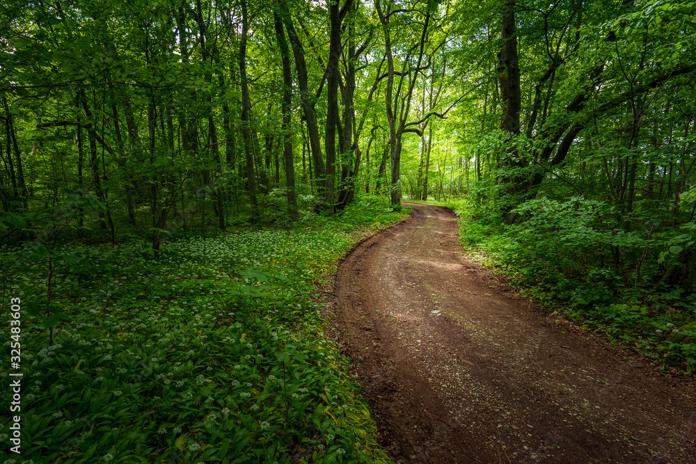 Trail in the woods in beautiful spring landscape. Walking path in the mixed forest. Trail in the woods in beautiful spring landscape. Walking path in the mixed forest.