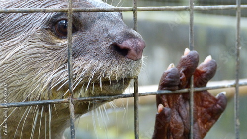 An otter behind a wire fence. 