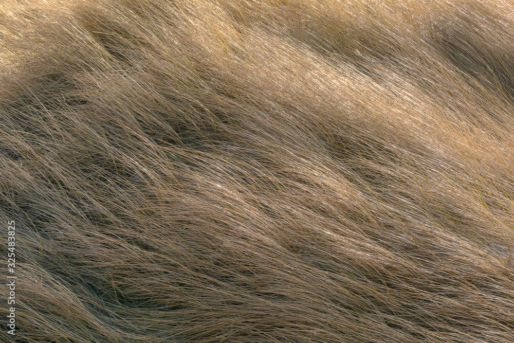 Fototapeta premium Dry grass is pressed against the dune by the wind.