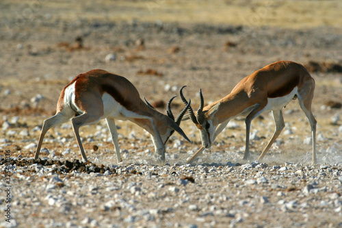 2 Springbok antelope fighting in mating season