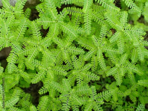 background of green branches