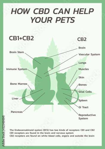 infographic of CBD for pets, cats and dogs, healthcare and medical about cannabis, hemp, marijuana, and weed, vector flat symbol icon illustration in vertical design