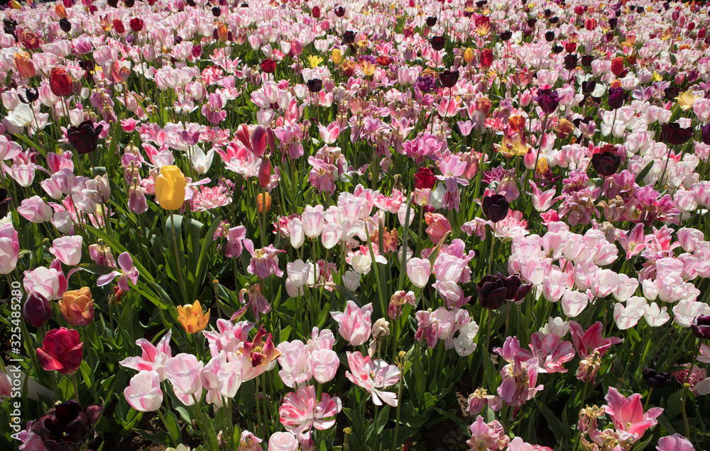 Fototapeta premium Blooming summer garden, flowers park in Netherlands.